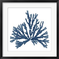 Pacific Sea Mosses Blue on White IV Framed Print