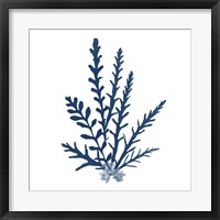 Pacific Sea Mosses Blue on White III Fine Art Print