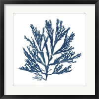 Pacific Sea Mosses Blue on White I Framed Print
