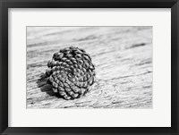 Pinecone Fine Art Print