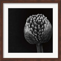Allium II Fine Art Print