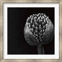 Allium II Fine Art Print
