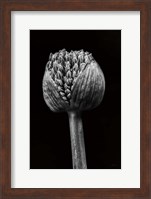 Allium I Fine Art Print