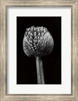 Allium I Fine Art Print