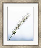 Seeds and Water I Fine Art Print