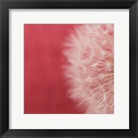Dandelion on Red II Framed Print