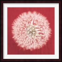 Dandelion on Red I Fine Art Print