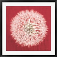 Dandelion on Red I Fine Art Print
