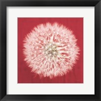 Dandelion on Red I Framed Print