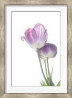 Tulip Time III Fine Art Print