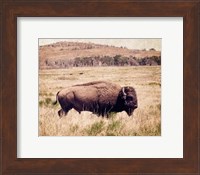 Buffalo I Fine Art Print