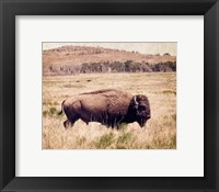 Buffalo I Fine Art Print