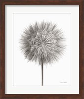 Dandelion Fluff on White Fine Art Print