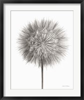 Dandelion Fluff on White Fine Art Print
