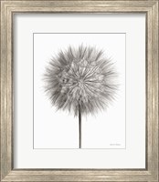 Dandelion Fluff on White Fine Art Print