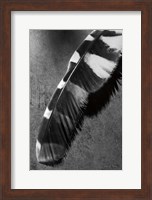 Feather Shadow II Fine Art Print