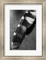 Feather Shadow II Fine Art Print