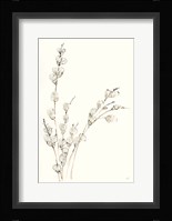 Pussy Willows V Framed Print