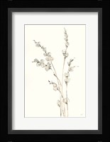 Pussy Willows IV Framed Print