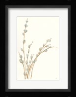 Pussy Willows III Framed Print