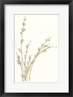 Pussy Willows III Framed Print