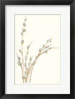 Pussy Willows III Framed Print
