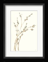 Pussy Willows II Framed Print