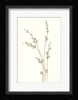 Pussy Willows I Framed Print