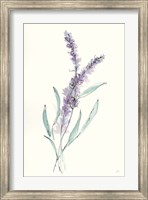 Lavender IV Fine Art Print