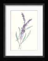Lavender IV Framed Print