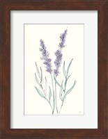Lavender III Fine Art Print