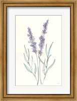 Lavender III Fine Art Print