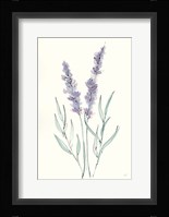 Lavender III Framed Print
