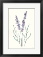 Lavender III Framed Print