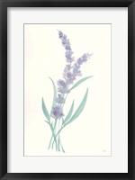 Lavender II Fine Art Print