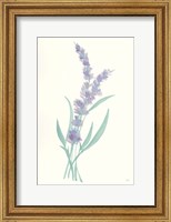 Lavender II Fine Art Print