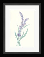 Lavender II Framed Print