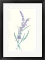 Lavender II Framed Print