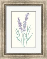 Lavender I Fine Art Print