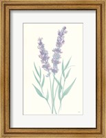 Lavender I Fine Art Print