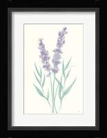 Lavender I Framed Print