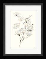 Summer Cotton III Framed Print