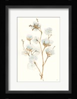 Summer Cotton II Framed Print