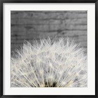 Delicate Dandelion Fine Art Print