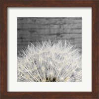 Delicate Dandelion Fine Art Print