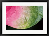 Pink and Green Fine Art Print