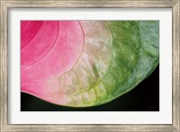 Pink and Green Fine Art Print