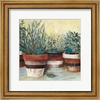 Potted Herbs II Stripes Crop Fine Art Print