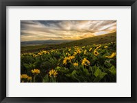 Sunflower Field Fine Art Print