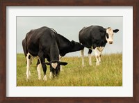 Country Cows Fine Art Print
